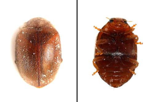 Réf. 345 255 : Scymnus sp.
